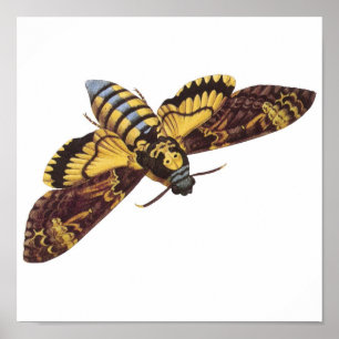 Dödens chef Hawk Moth Poster