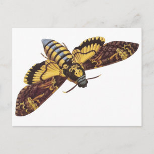 Dödens chef Hawk Moth Vykort