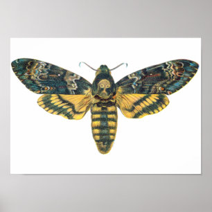 Dödens Hawk Moth, Stor Moth, Moth Print Poster
