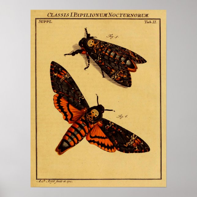Dödens huvud Moth Poster (Framsidan)