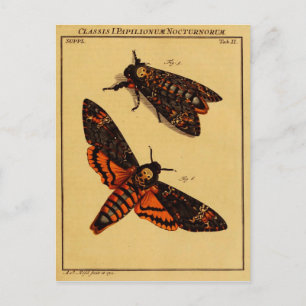 Dödens huvud Moth Vykort