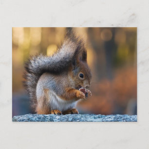 Dödlig kaka vykort