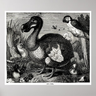 Dodo Antique-utskrift Poster