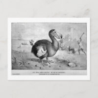 Dodo art vykort