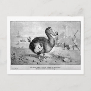 Dodo art vykort