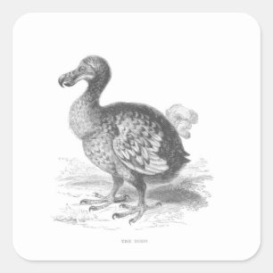 Dodo Bird Fyrkantigt Klistermärke