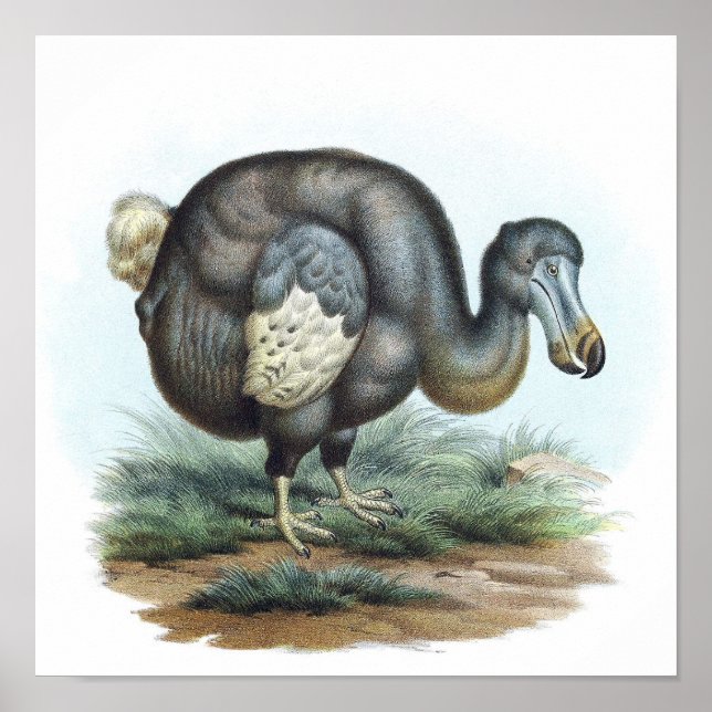 Dodo Bird Illustration Poster (Framsidan)
