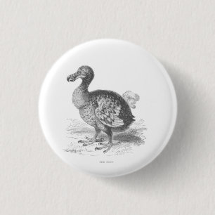 Dodo Bird Knapp