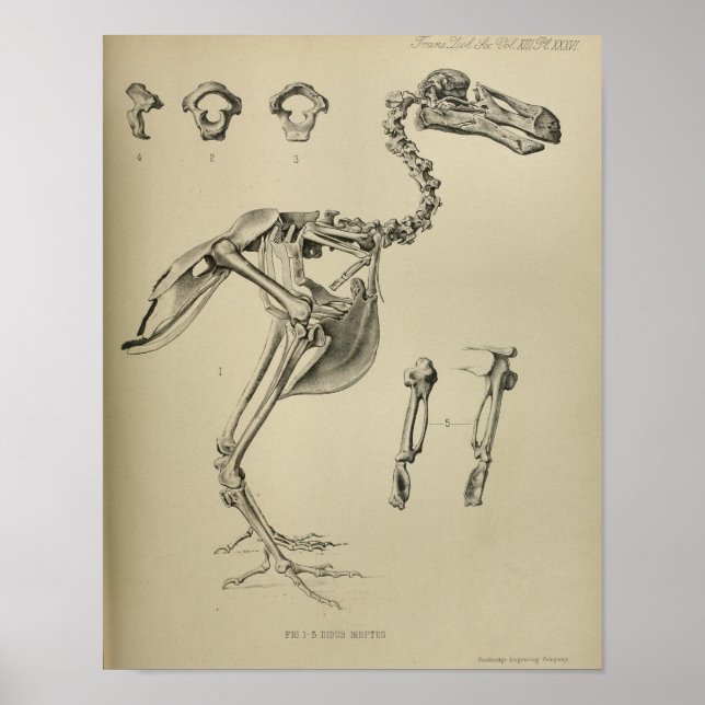 Dodo Didus Ineptus Utdödar Bird Skeleton Print Poster (Framsidan)