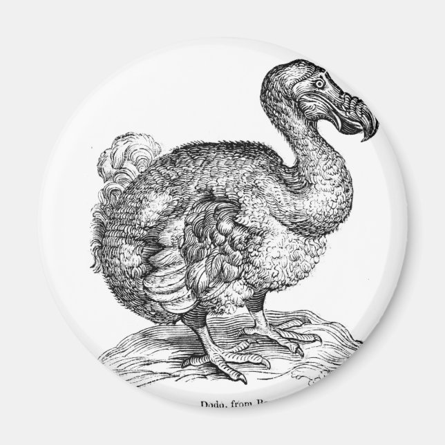 Dodo Magnet (Framsidan)