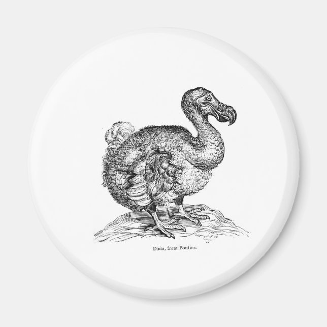 Dodo Magnet (Framsidan)