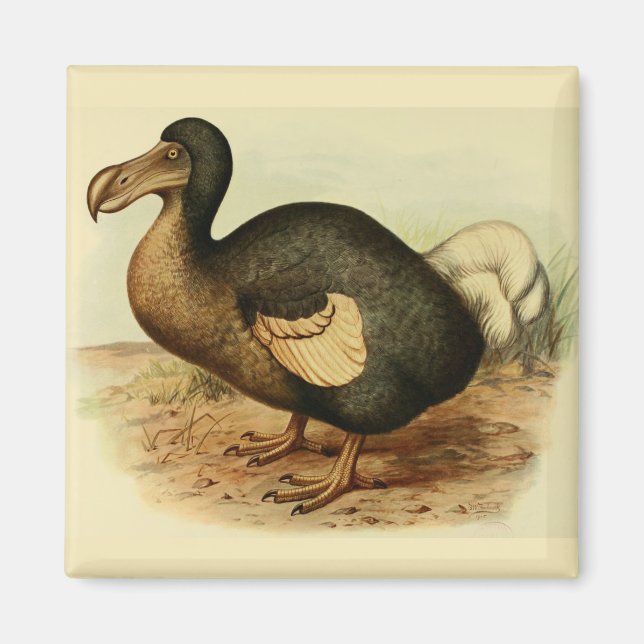 Dodo Magnet (Framsidan)