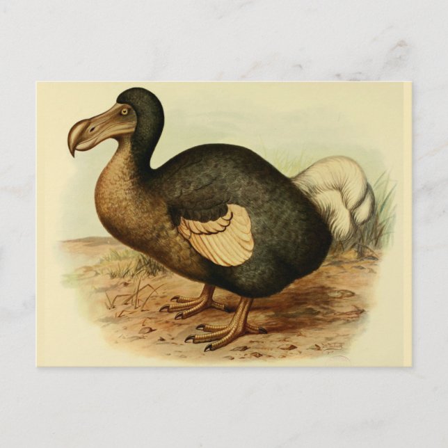 Dodo Postcard Vykort (Framsida)