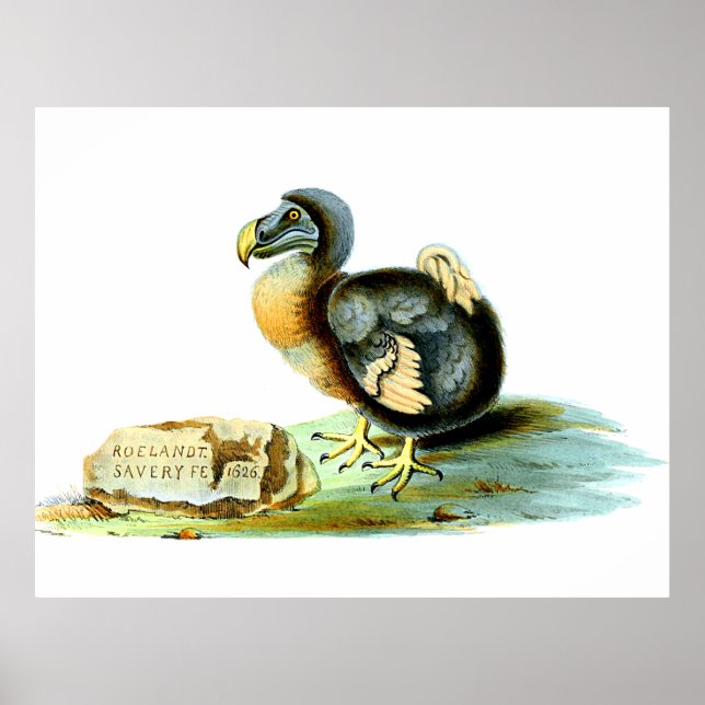 Dodo Poster (Framsidan)