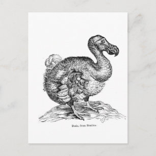 Dodo Vykort