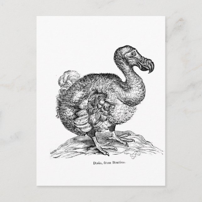 Dodo Vykort (Framsida)