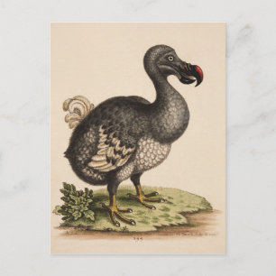 Dodo Vykort
