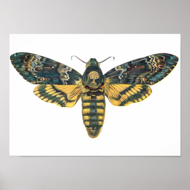 Dödschef Hawk Moth, stor Moth, Moth Print Poster (Framsidan)
