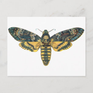 Dödschef Hawk Moth, stor Moth, Moth Print Vykort