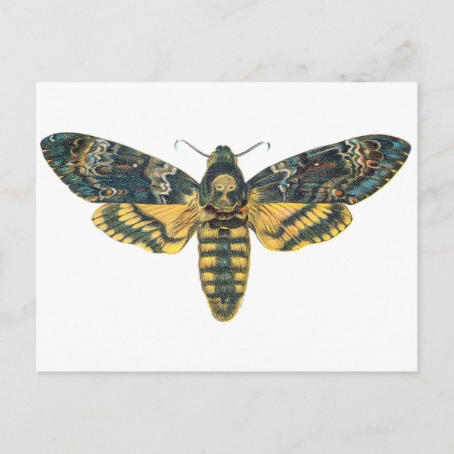 Dödschef Hawk Moth, stor Moth, Moth Print Vykort (Framsida)