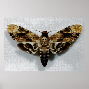 Dödschef Hawkmoth Acherontia Lachesis Poster