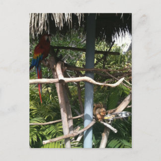 Dödskalle som stjäl mat från papegoja vykort