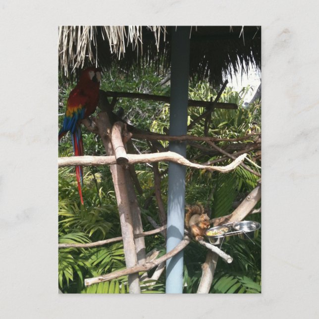 Dödskalle som stjäl mat från papegoja vykort (Framsida)