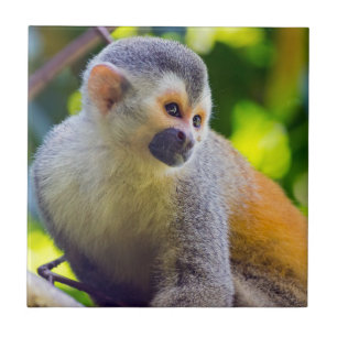 Dödskalleapa i Manuel Antonio NP - Costa Rica Kakelplatta