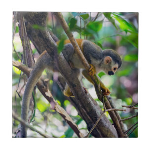 Dödskalleapa i Manuel Antonio NP - Costa Rica Kakelplatta