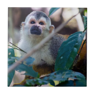Dödskalleapa i Manuel Antonio NP - Costa Rica Kakelplatta
