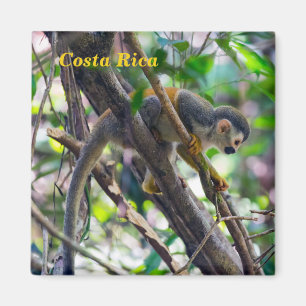 Dödskalleapa i Manuel Antonio NP - Costa Rica Magnet