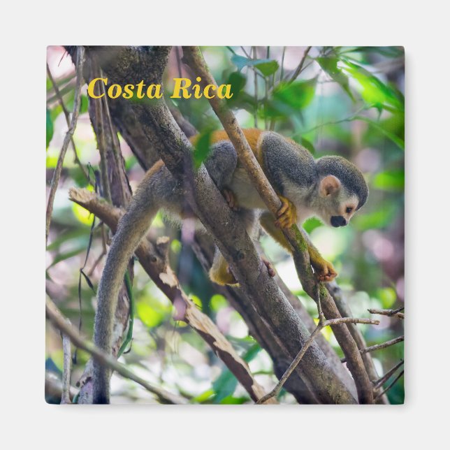 Dödskalleapa i Manuel Antonio NP - Costa Rica Magnet (Framsidan)