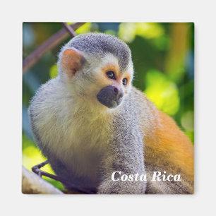 Dödskalleapa i Manuel Antonio NP - Costa Rica Magnet