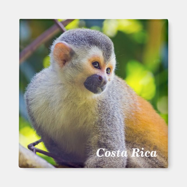 Dödskalleapa i Manuel Antonio NP - Costa Rica Magnet (Framsidan)