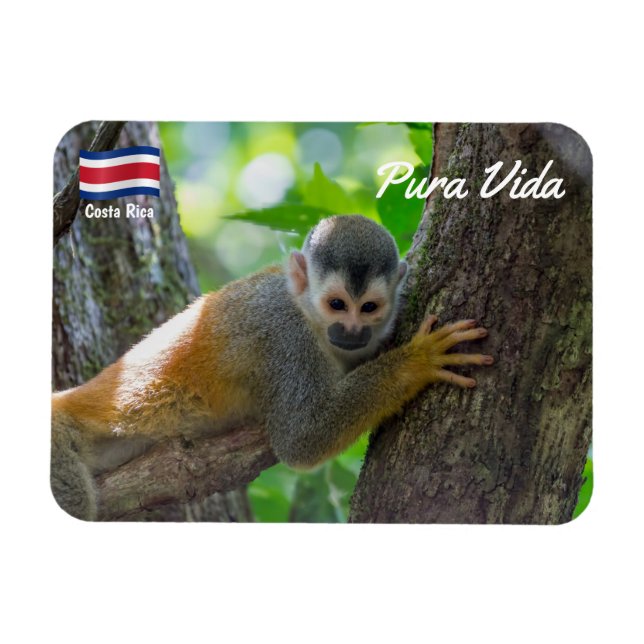 Dödskalleapa i Manuel Antonio NP - Costa Rica Magnet (Horisontell)