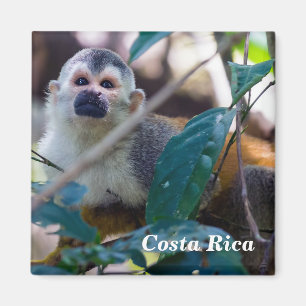Dödskalleapa i Manuel Antonio NP - Costa Rica Magnet