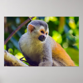 Dödskalleapa i Manuel Antonio NP - Costa Rica Poster