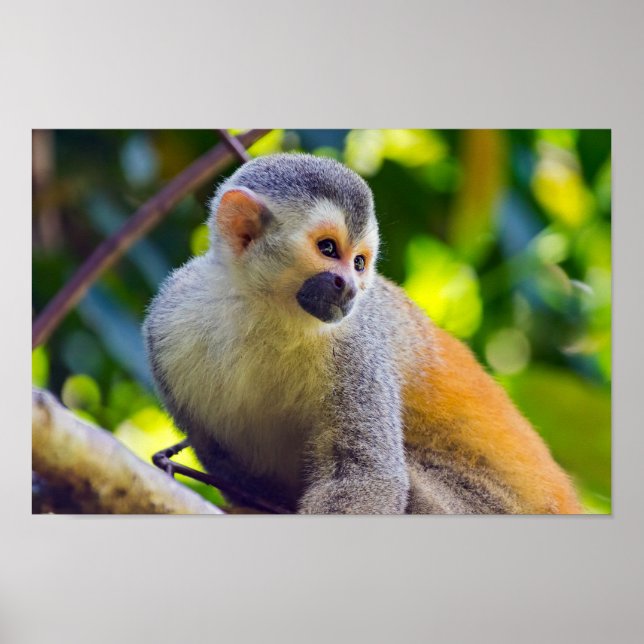 Dödskalleapa i Manuel Antonio NP - Costa Rica Poster (Framsidan)