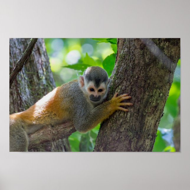 Dödskalleapa i Manuel Antonio NP - Costa Rica Poster (Framsidan)