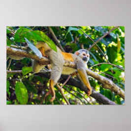 Dödskalleapa i Manuel Antonio NP - Costa Rica Poster