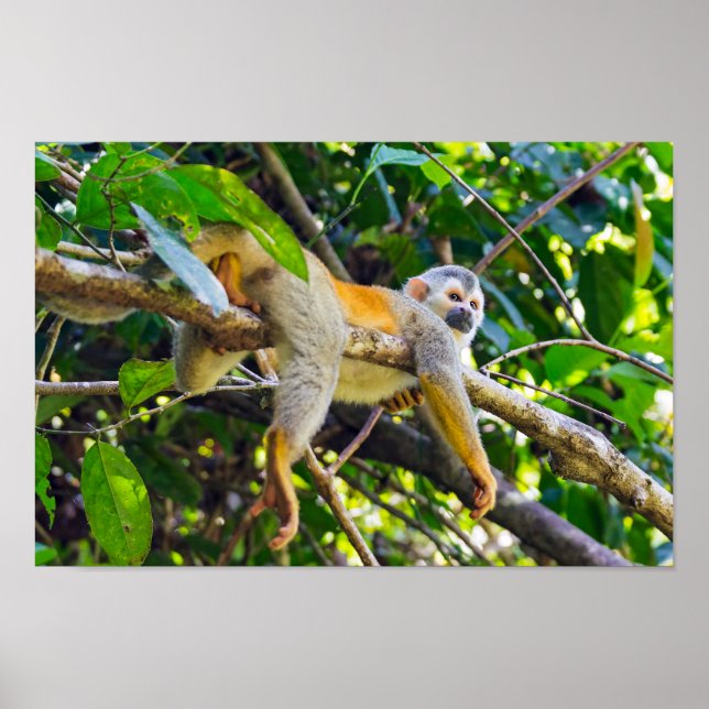Dödskalleapa i Manuel Antonio NP - Costa Rica Poster (Framsidan)