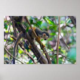 Dödskalleapa i Manuel Antonio NP - Costa Rica Poster