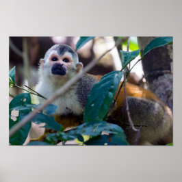 Dödskalleapa i Manuel Antonio NP - Costa Rica Poster