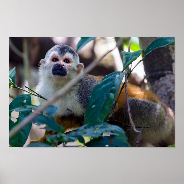 Dödskalleapa i Manuel Antonio NP - Costa Rica Poster (Framsidan)