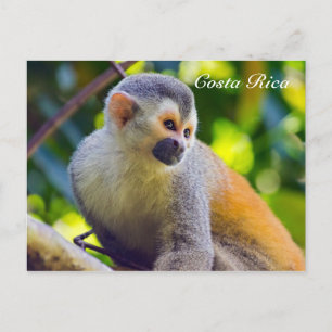 Dödskalleapa i Manuel Antonio NP - Costa Rica Vykort