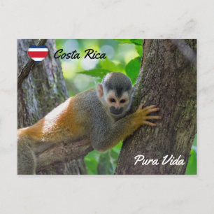 Dödskalleapa i Manuel Antonio NP - Costa Rica Vykort