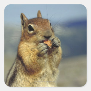 Dödskalleätande Fyrkantigt Klistermärke