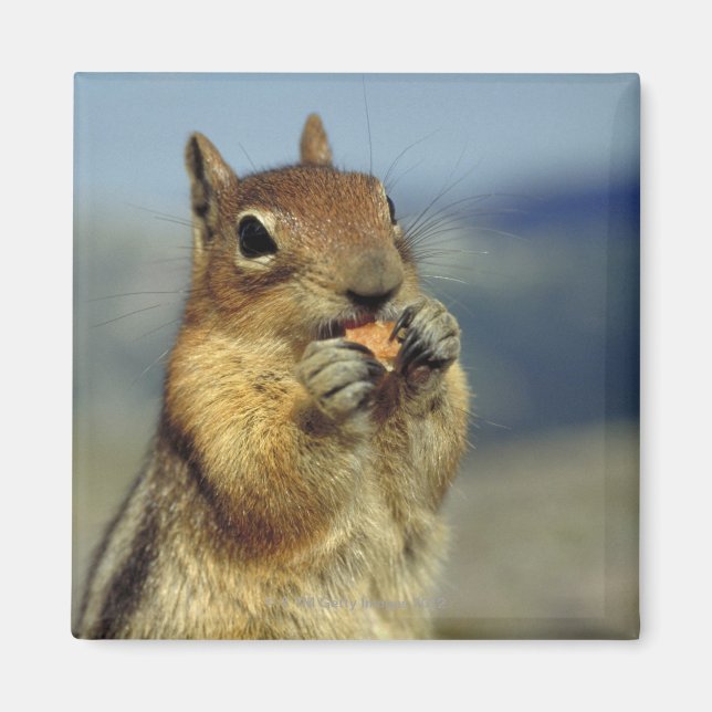 Dödskalleätande Magnet (Framsidan)