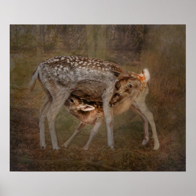 Doe and Fawn, Nursing Photo Poster (Framsidan)