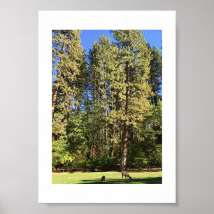Doe and Fawn Yosemite Färg Photography Poster